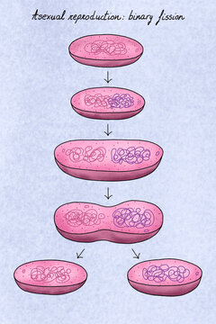 Binary fission of bacteria