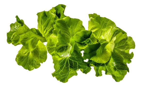 A bunch of green lettuce leaves are spread - stock png.