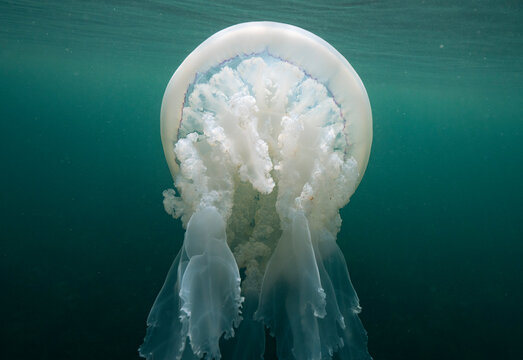 Close up of a Barrel jellyfish(Rhizostoma pulmo) below the surface 