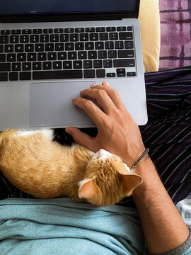 Pov of casual man working on his computer with his baby cat pet 