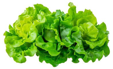 A bunch of green lettuce leaves are arranged in a row, cut out - stock png.