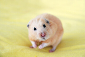Golden hamster with puffy cheek pouches