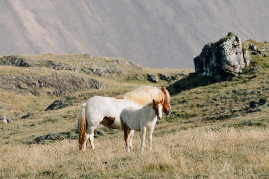 Mom and small foal horses free grazing in a field against mountains 