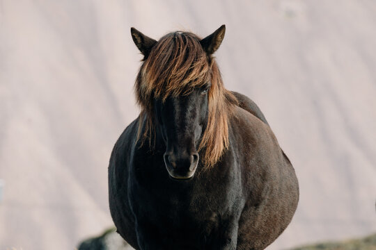 Close up portrait of black horse free grazing in field look at camera