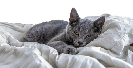 A grey cat is laying on a white bed, cut out - stock png.