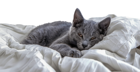 A grey cat is laying on a white bed, cut out - stock png.