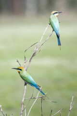 Two rainbow bee-eaters merops ornatus sitting on isolated branch in grass field