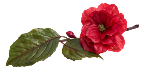 A red flower with green leaves, cut out - stock png.