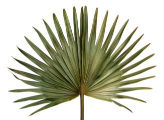 A large green leafy palm tree with a long stem, cut out - stock png.