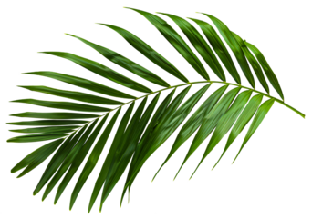 A leafy green palm tree leaf is shown in full color, cut out - stock png.