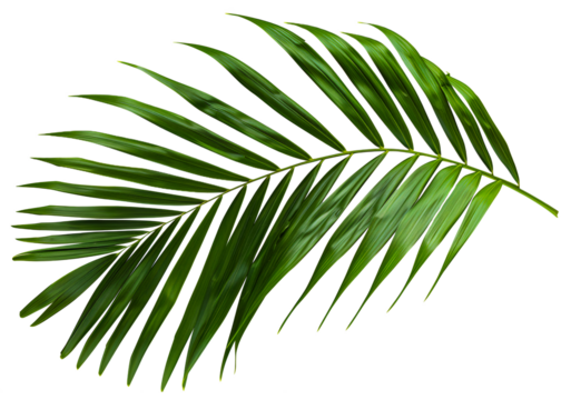 A leafy green palm tree leaf is shown in full color, cut out - stock png.
