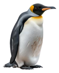 Wandaufkleber A penguin stands - stock png. © Volodymyr