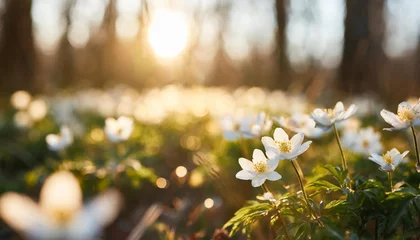 Foto op Canvas beautiful white flowers of anemones in spring in a forest close up in sunlight in nature spring forest landscape with flowering primroses © Adrian