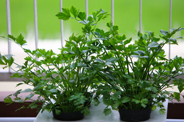Close-up shot of fresh hydroponic pot full of celery leaves