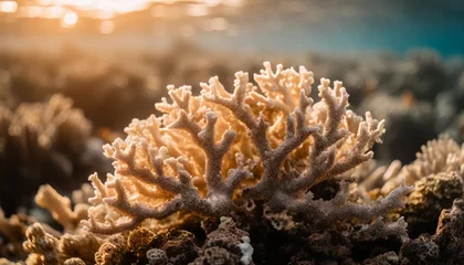 Foto op Plexiglas coral reef macro texture abstract marine ecosystem background on a coral reef © Adrian