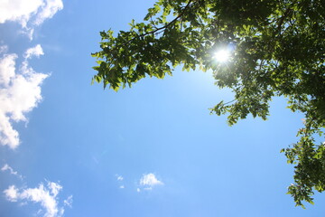 Blue sky, clouds and sun through the branches of a tree