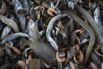 some cute playful puppies in the box