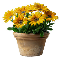 A vase of yellow flowers sits, cut out - stock png.