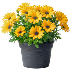 A vase of yellow flowers sits, cut out - stock png.