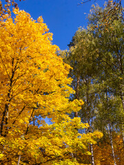 Autumn. Autumn forest. Autumn Park. Beautiful autumn trees with yellow leaves illuminated by the sun.