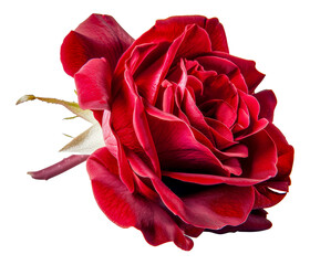 Naklejka premium A red rose is the main focus of the image, cut out - stock png.