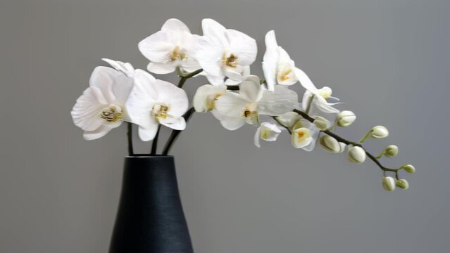 Elegant sprays of pure white moth orchids grace a black vase, the large blossoms' intricate forms and delicate, translucent petals striking against the dark backdrop. 