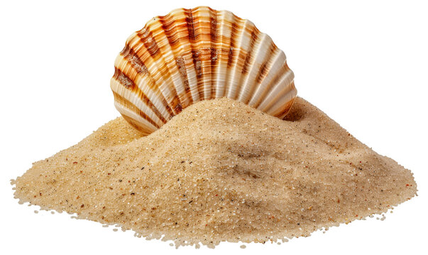 A shell is on top of a pile of sand, cut out - stock png.