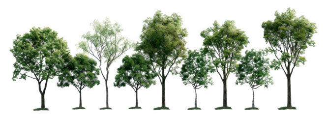 A row of trees with varying heights and widths, cut out - stock png.
