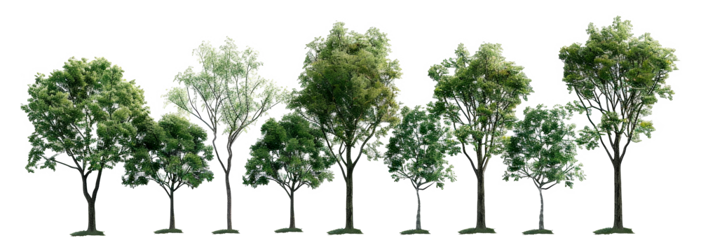 A row of trees with varying heights and widths, cut out - stock png.