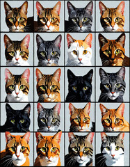 Collage of Various Domestic Cats Portraits