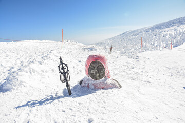 Beautiful Frozen Forest Covered With Powder Snow As Snow Monsters At Mount Zao Range, Zao Juhyo...