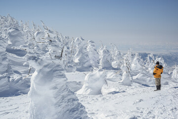 Fototapeta premium Beautiful Frozen Forest Covered With Powder Snow As Snow Monsters At Mount Zao Range, Zao Juhyo Festival, Yamagata , Japan 
