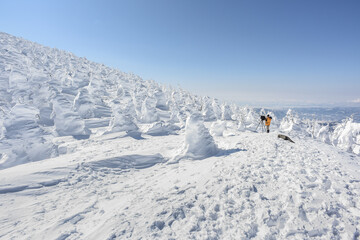 Beautiful Frozen Forest Covered With Powder Snow As Snow Monsters At Mount Zao Range, Zao Juhyo...
