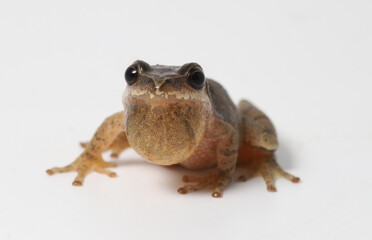 Male Spring Peeper (Pseudacris crucifer) on a white background looking directly at the camera with its vocal sac partially inflated. 