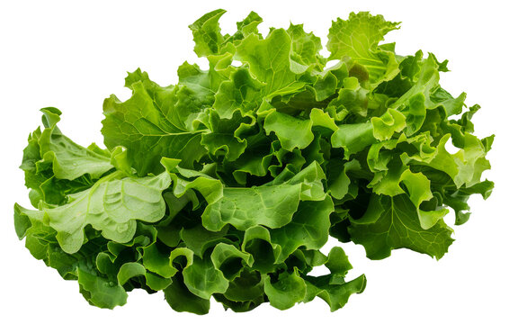 A bunch of fresh green lettuce leaves - stock png.