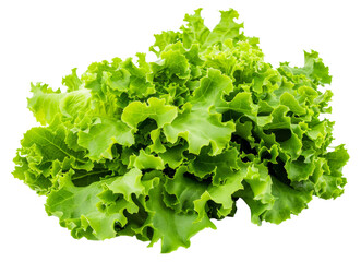 A bunch of green lettuce, cut out - stock png.