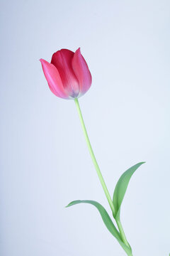  tulip on a white background