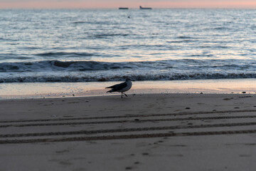 Seascape with the seagull on the beach