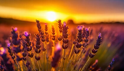 Lavender illuminated by the setting sun. - obrazy, fototapety, plakaty