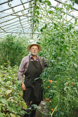 Farmer standing in greenhouse near tomato bushes