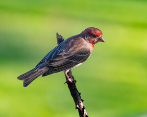 Purple Finch Perched