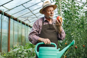 Farmer standing in greenhouse holding red tomato and watering can - obrazy, fototapety, plakaty