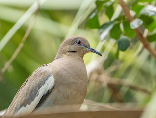 White-winged dove perched on branch