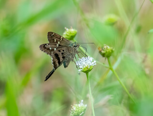 Long-tailed skipper butterfly feeding on wildflower nectar.