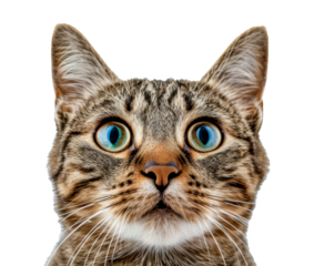 A cat with a blue eye stares at the camera, cut out - stock png.