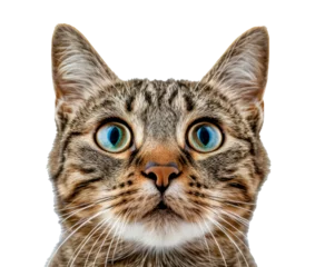 Fotobehang A cat with a blue eye stares at the camera, cut out - stock png. © Volodymyr