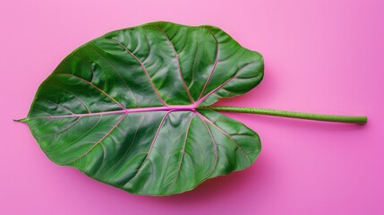 Beautiful tropical Taro plant leaf on color background, top view.Green tropical leaf on color background,Flat lay style. Tropical leaf of monstera philodendron plant on living coral trendy color