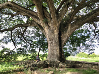 Woman sitting on big roots of a giant tree