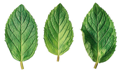 Three leaves of a plant are shown in a row, cut out - stock png. - obrazy, fototapety, plakaty