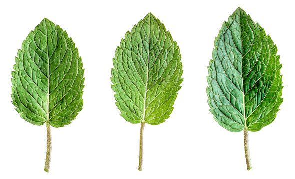 Three green leaves are shown in a row - stock png.